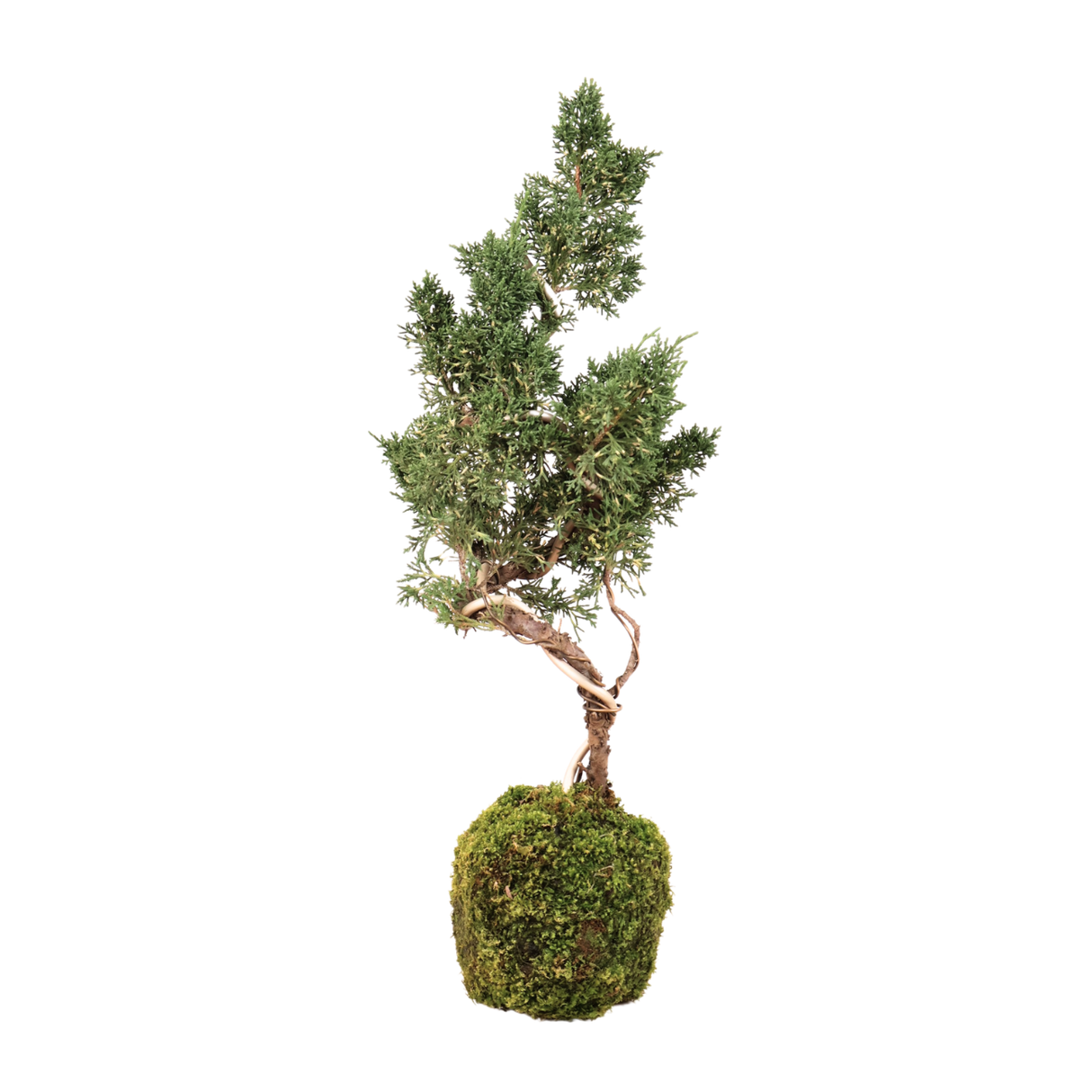 Juniper Bonsai Kokedama