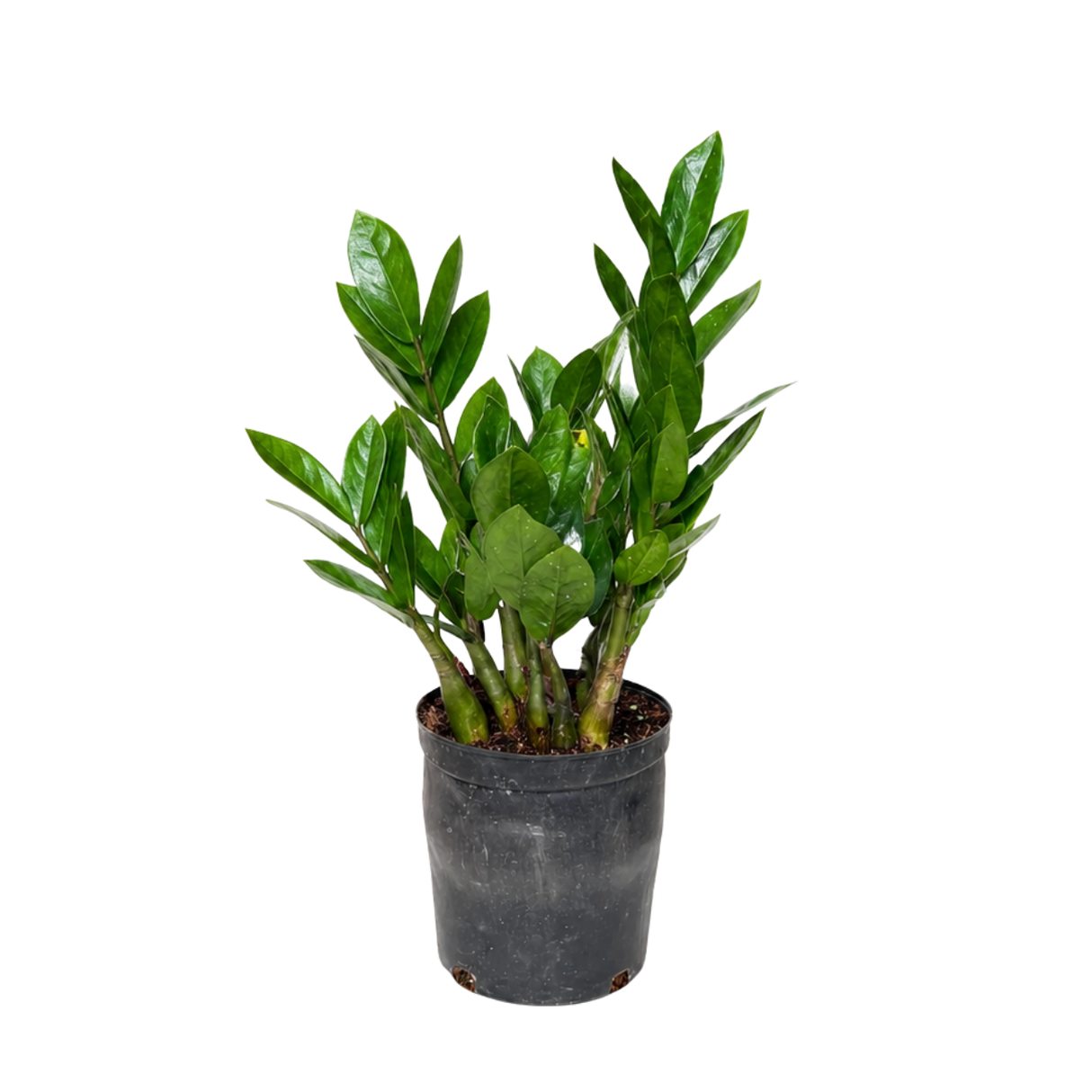 Zamioculcas Zamiifolia (ZZ Plant 金钱树) Money Plant