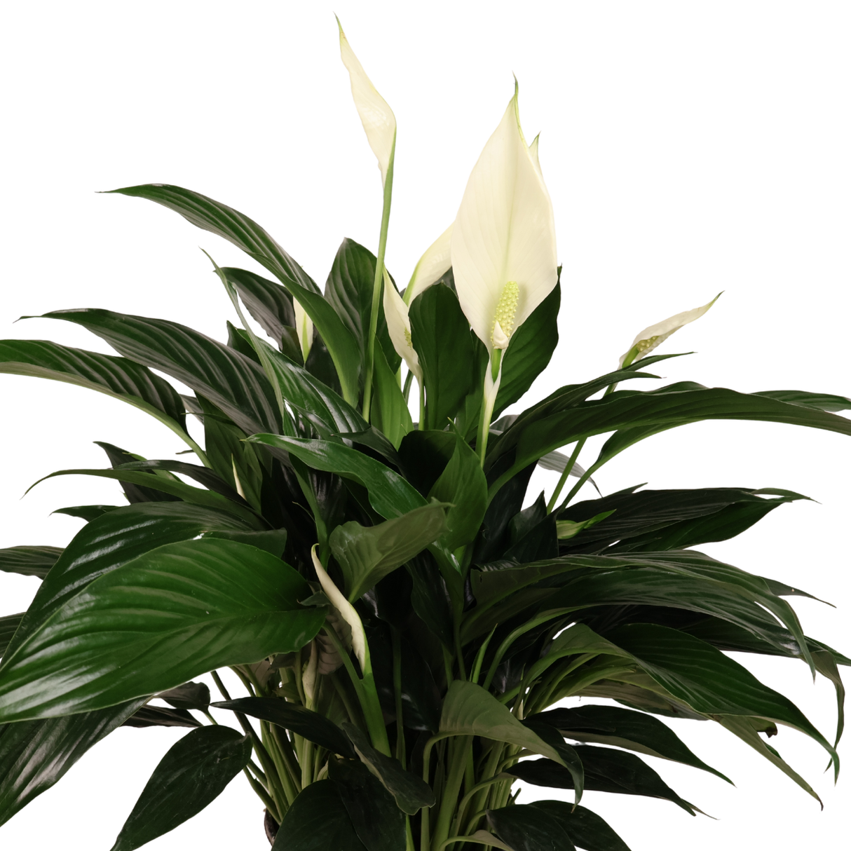 Peace Lily