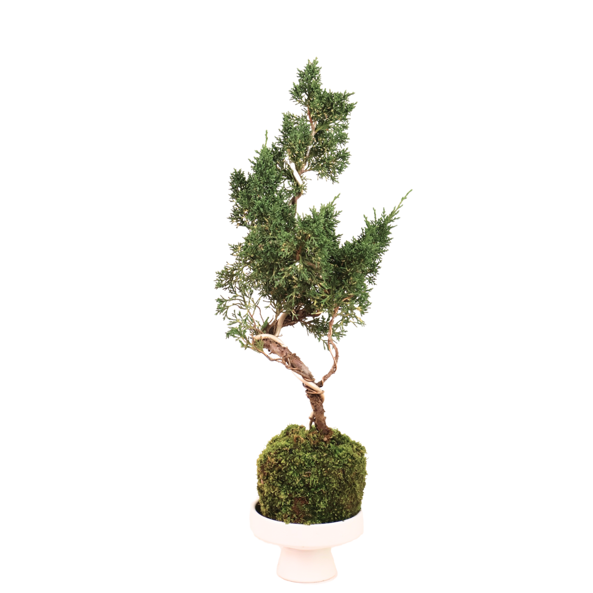 Juniper Bonsai Kokedama
