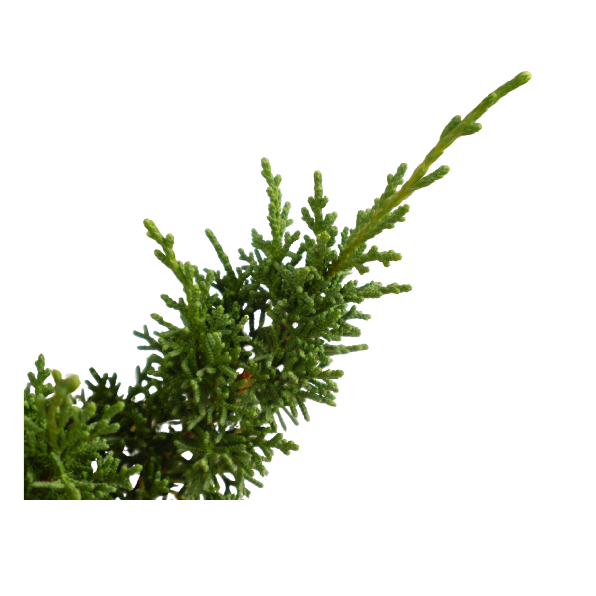 Juniper Bonsai Kokedama