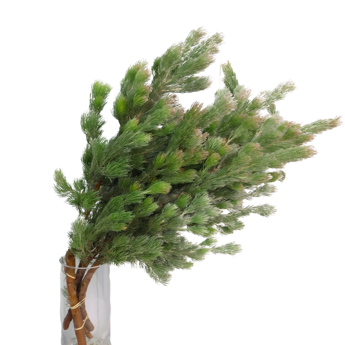 Wooly Bush (South Africa)