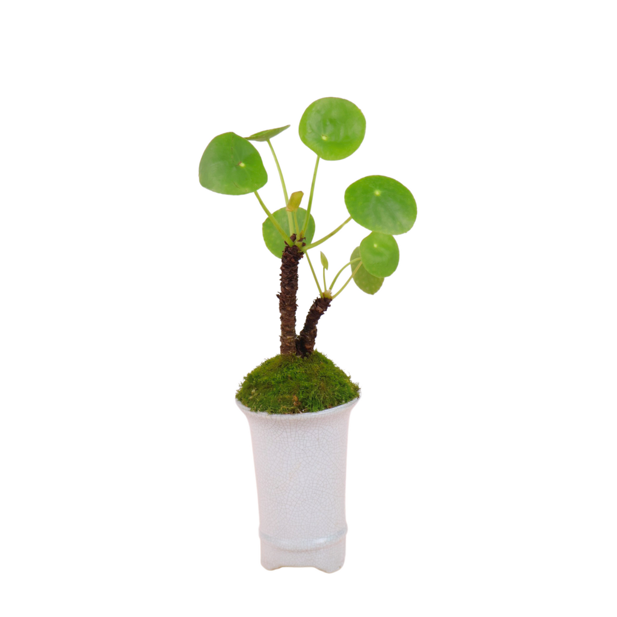 Pilea peperomioides (Chinese Money Plant)