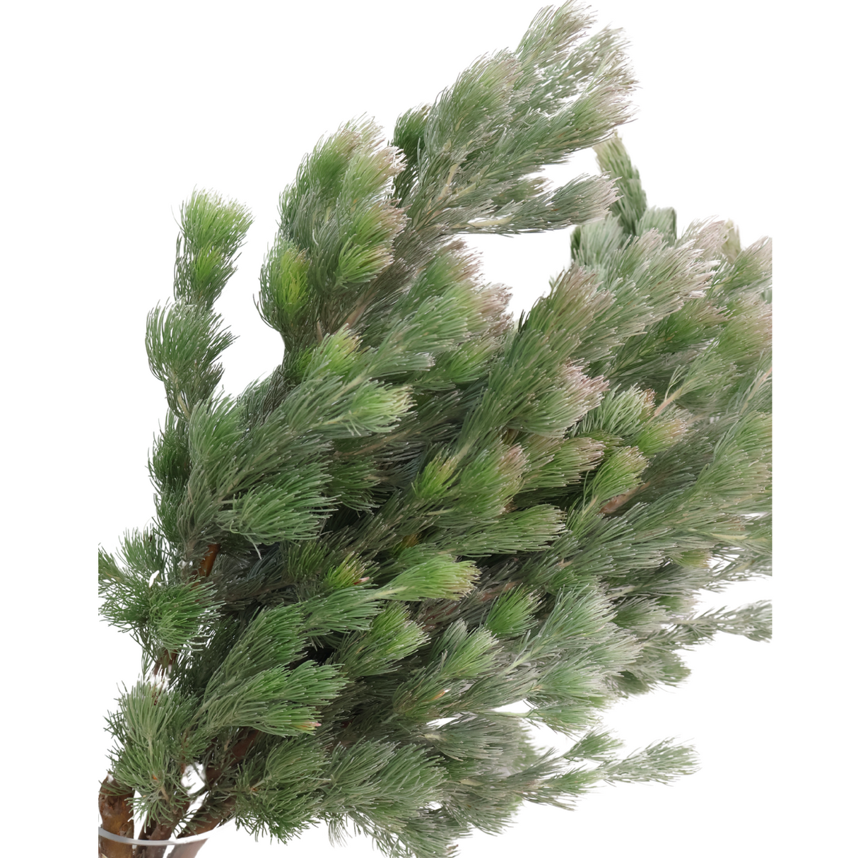 Wooly Bush (South Africa)