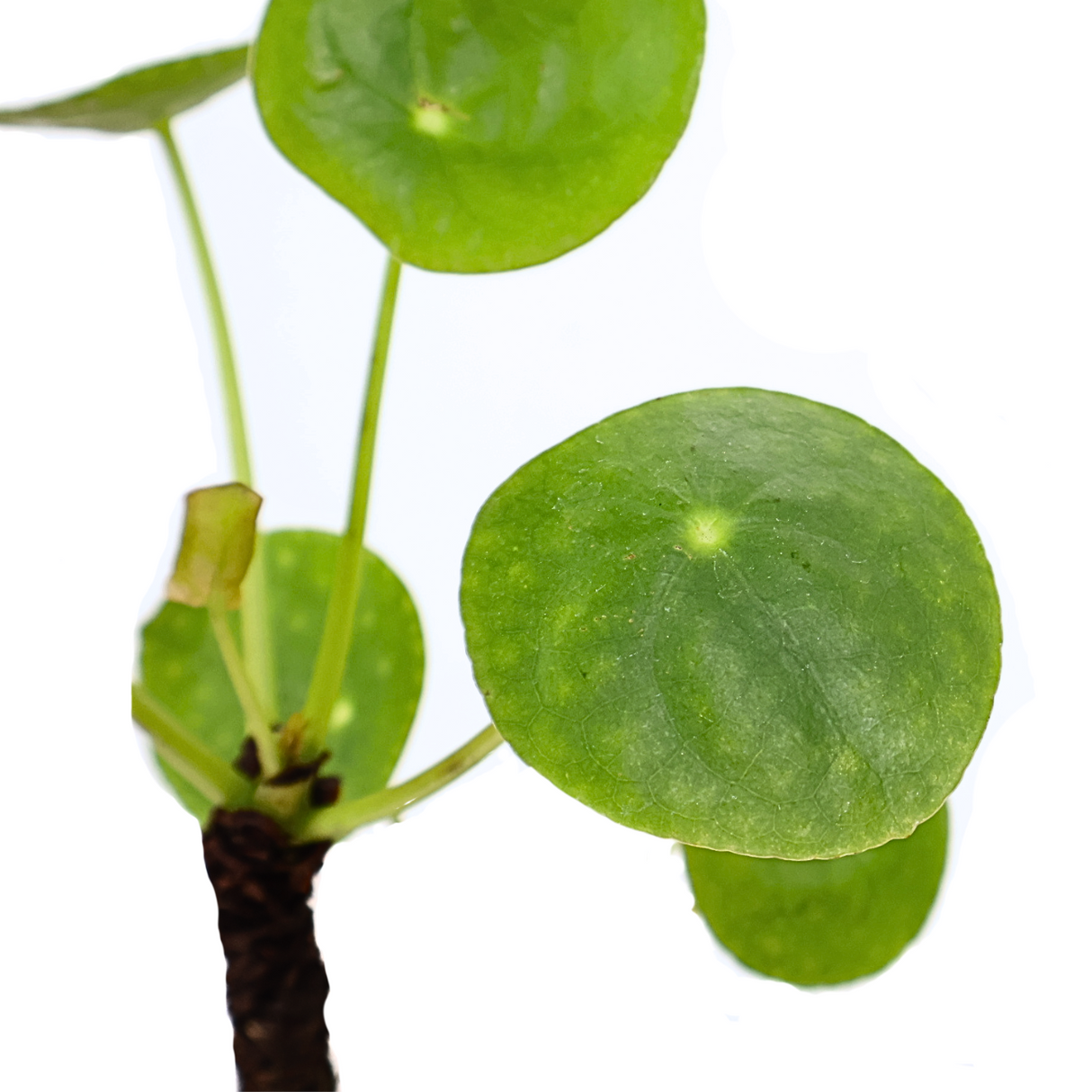 Pilea peperomioides (Chinese Money Plant)