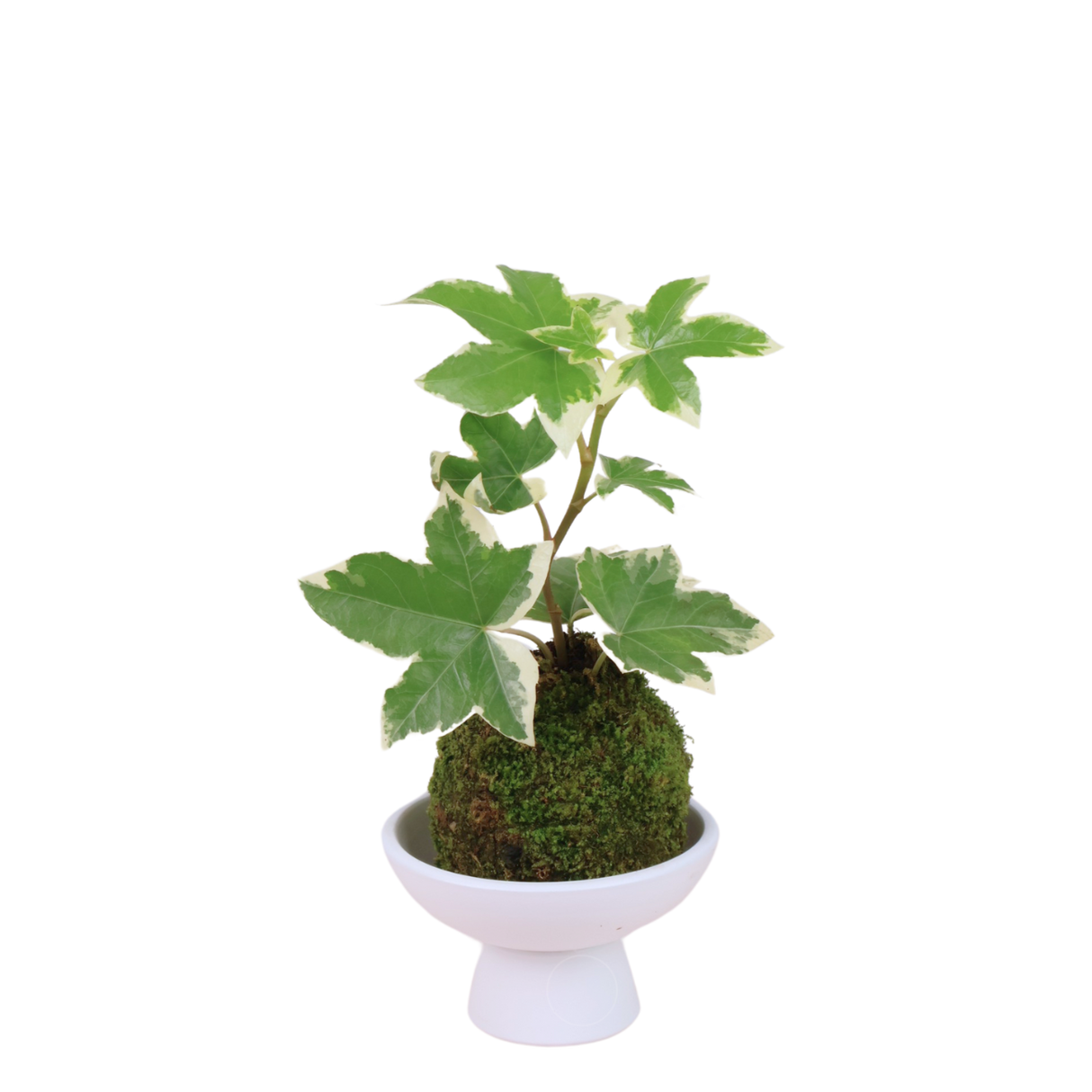 Ivy Leaf Hedera Kokedama (English Ivy)