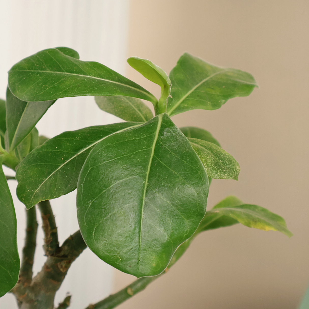 Adenium (Desert Rose) in Ceramic Pot