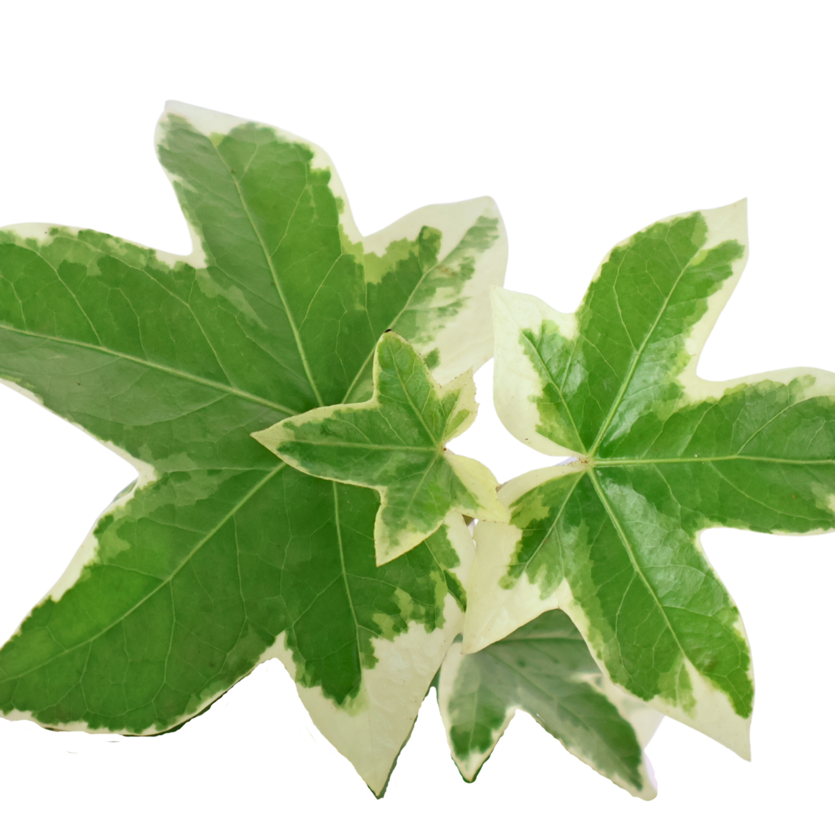 Ivy Leaf Hedera Kokedama (English Ivy)