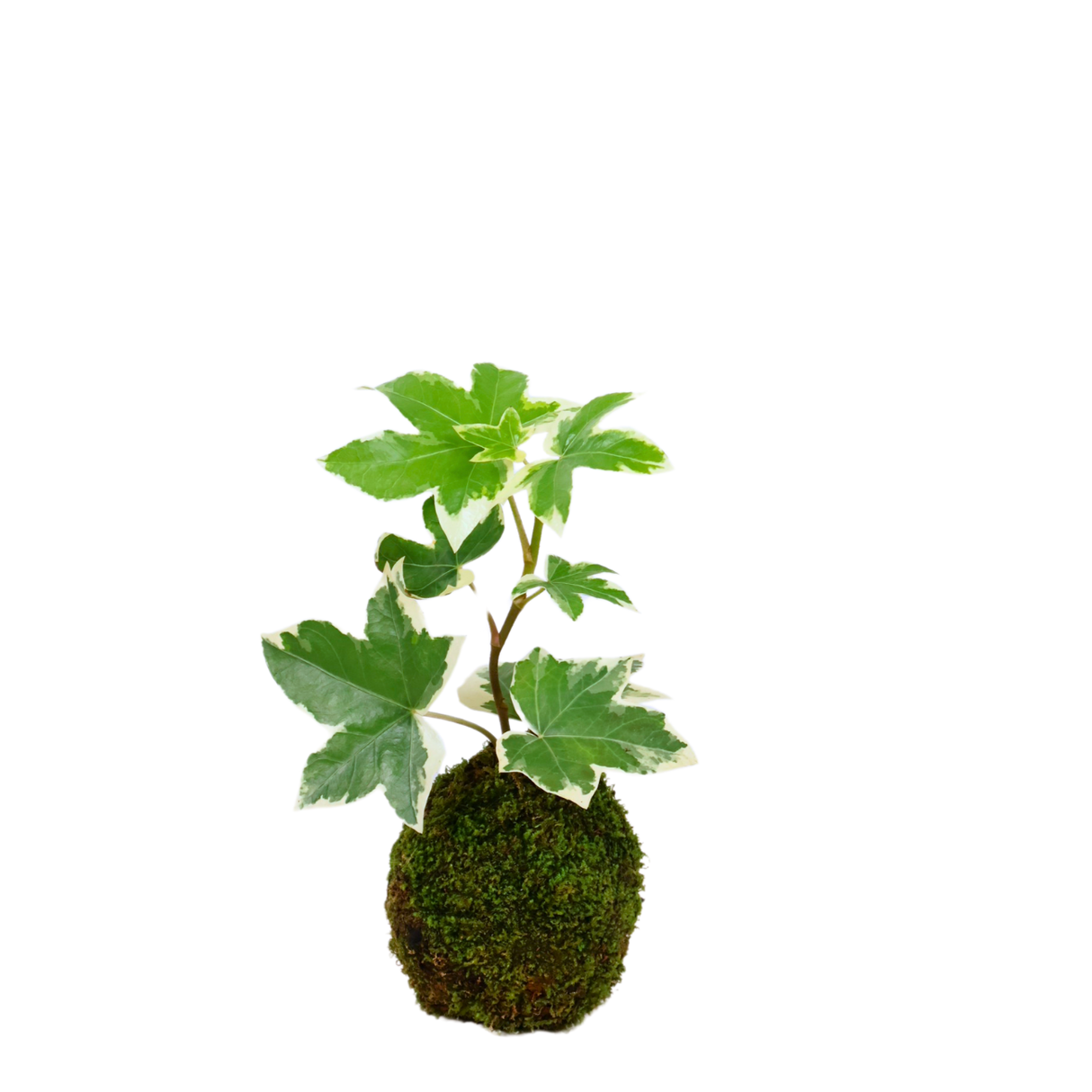 Ivy Leaf Hedera Kokedama (English Ivy)