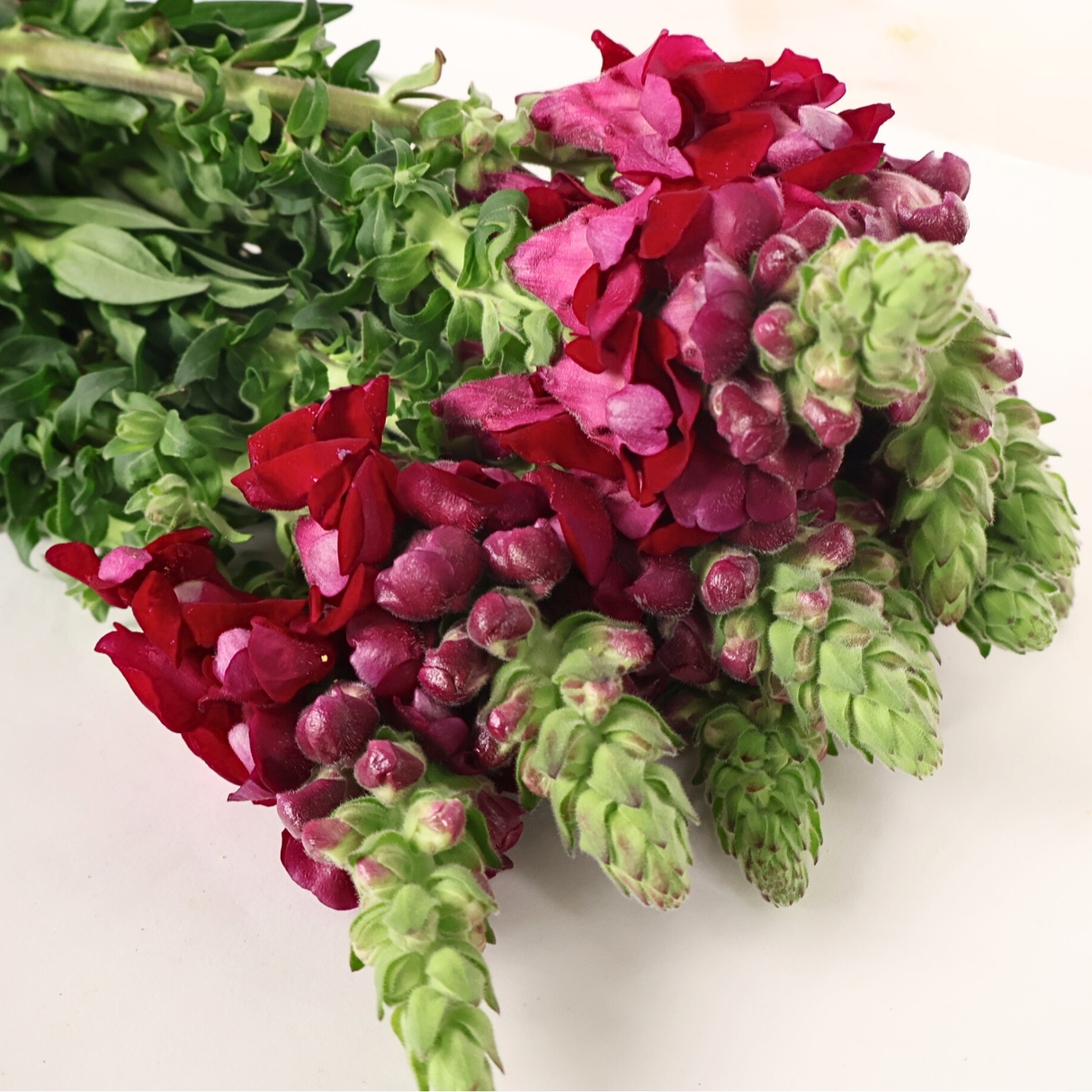 Snapdragon (Vietnam)