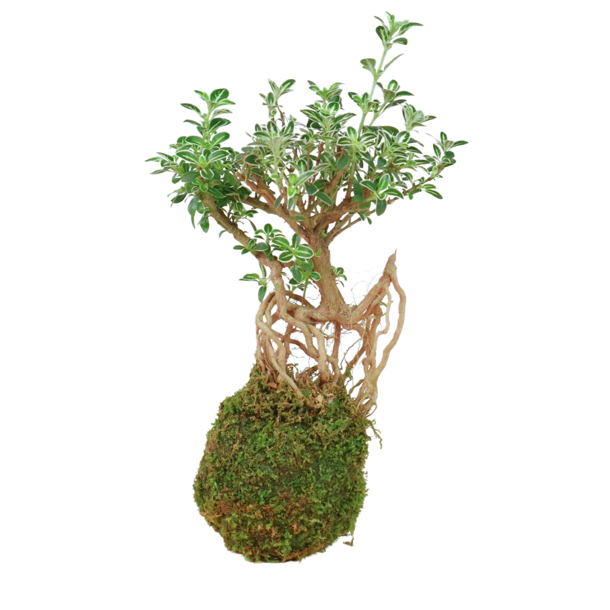 Serissa Bonsai Kokedama