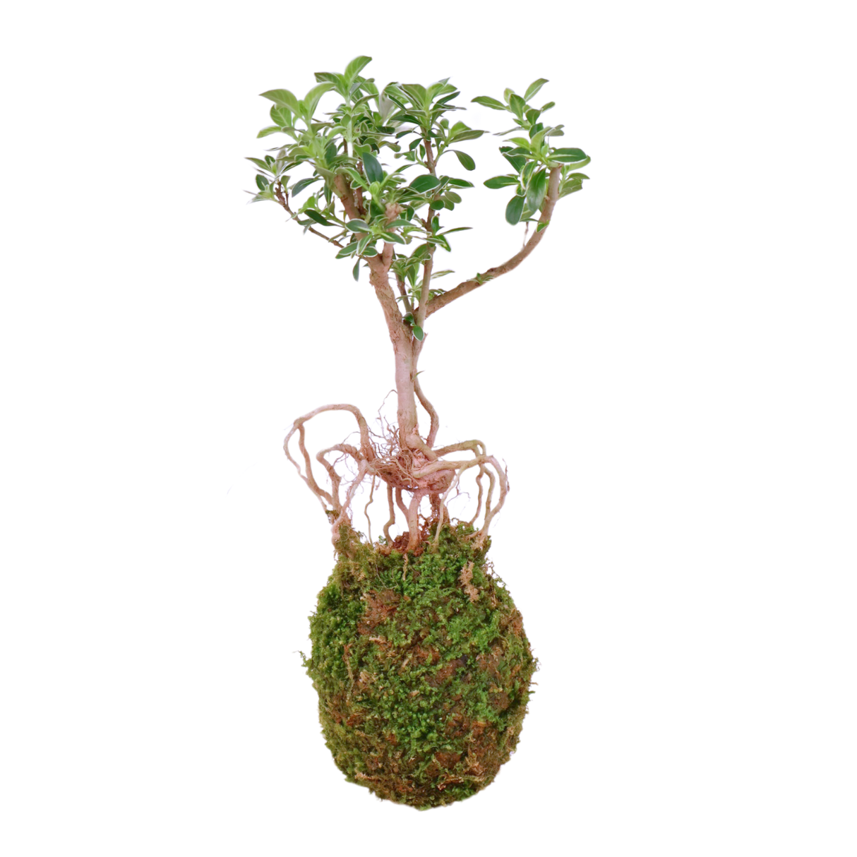 Serissa Bonsai Kokedama