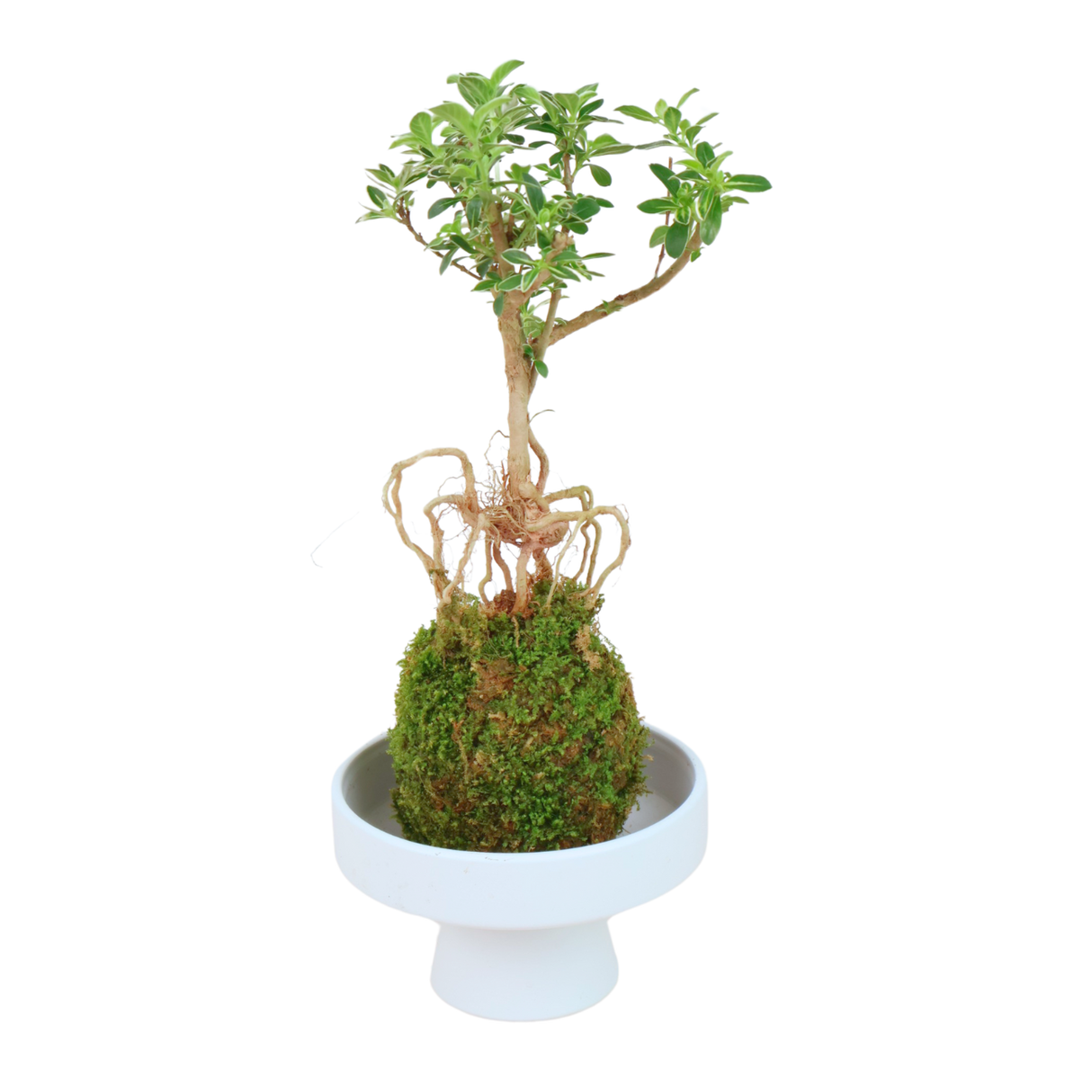Serissa Bonsai Kokedama