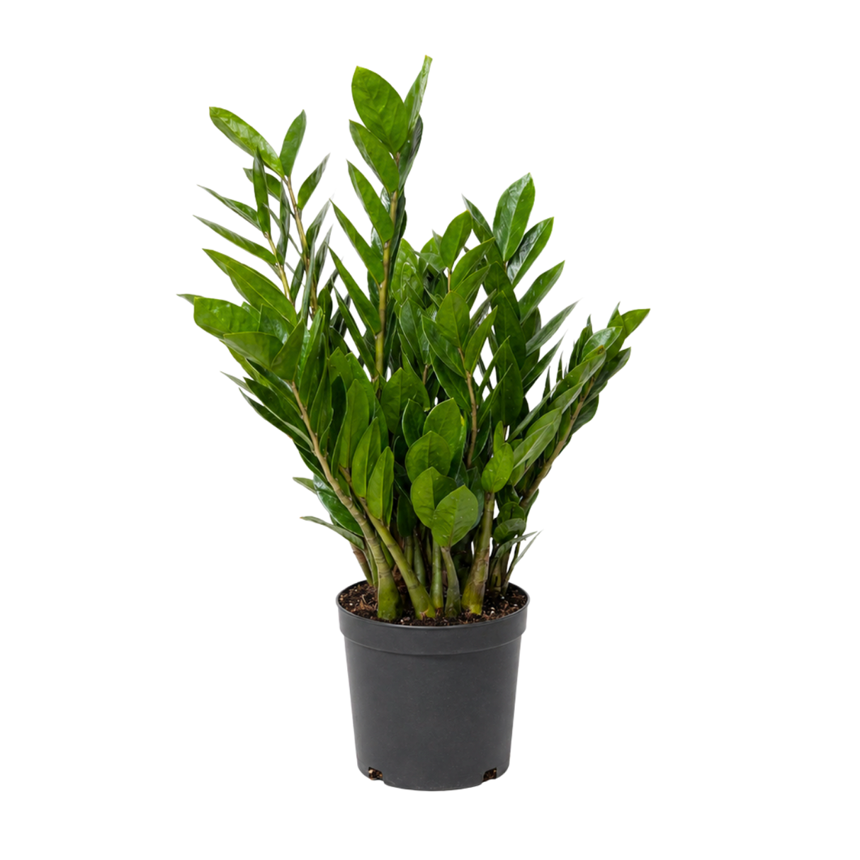 Zamioculcas Zamiifolia (ZZ Plant 金钱树) Money Plant