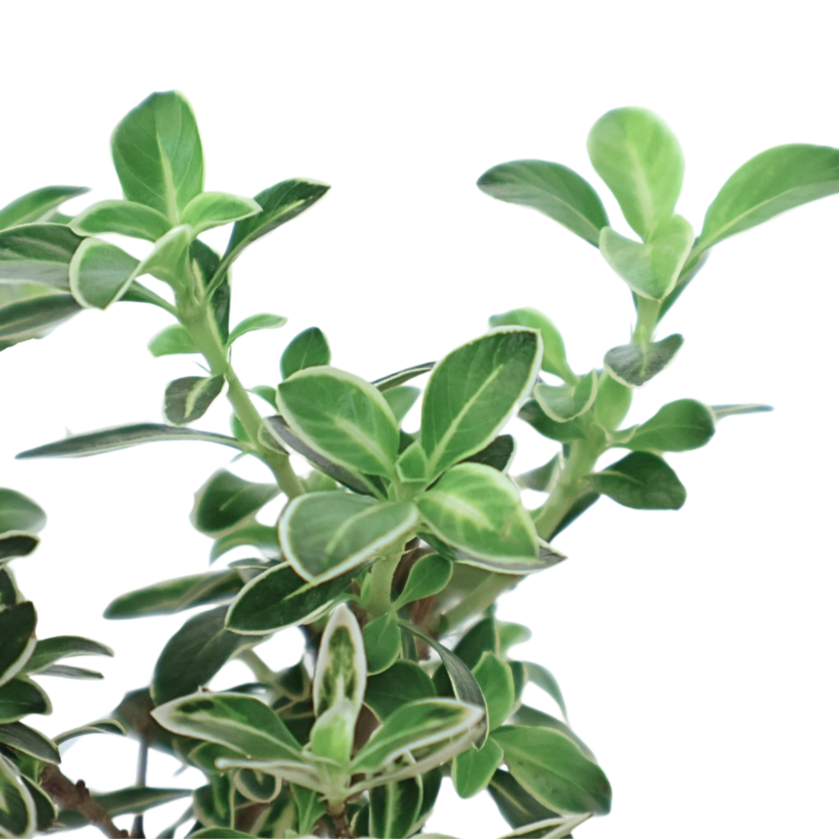 Serissa Bonsai Kokedama