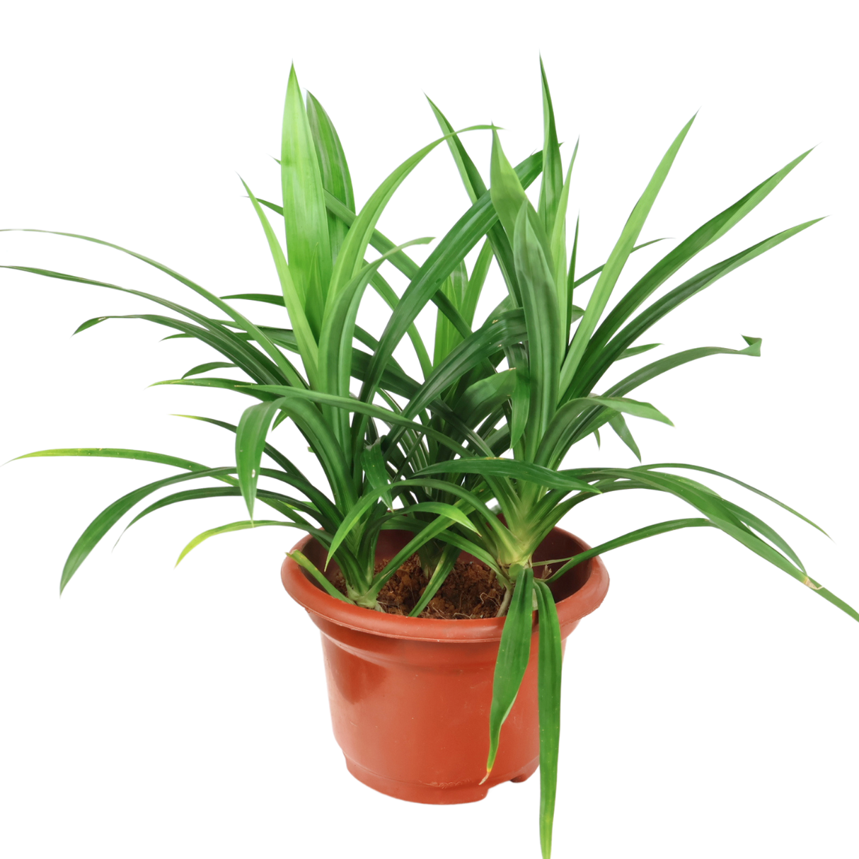 Flowerpot with Geraniums and Ceratostylis herbs.