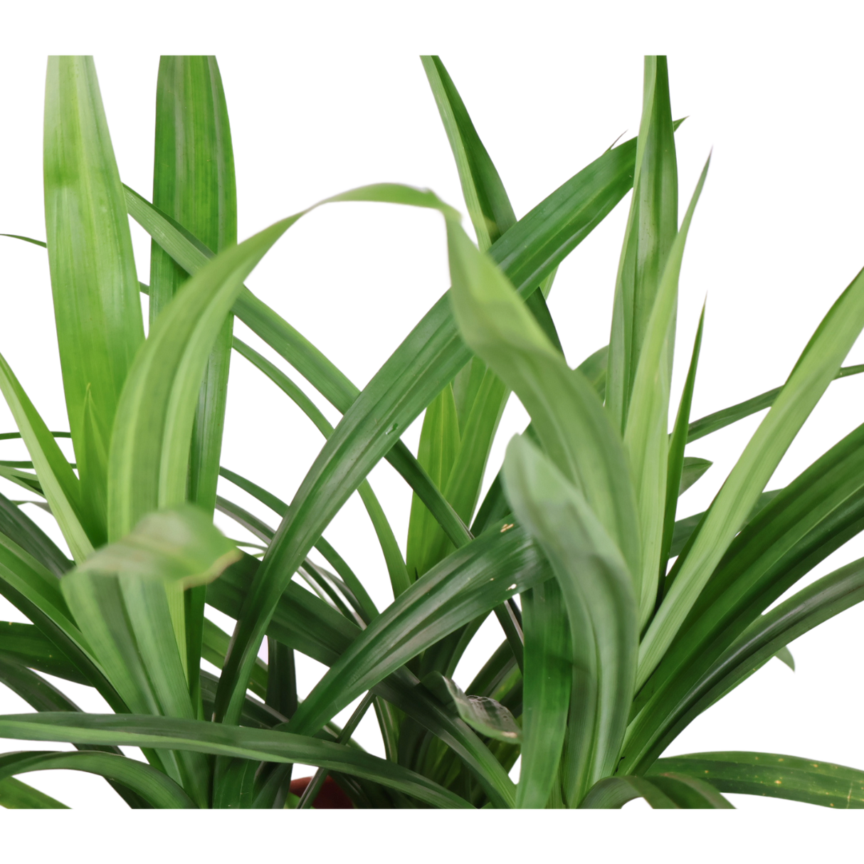 Pandanus Pandan (香兰叶)