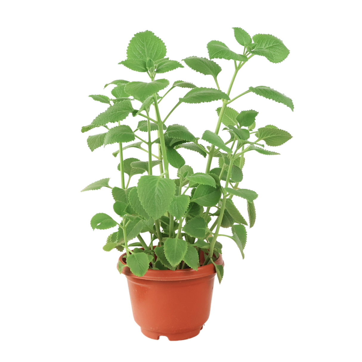 Flowerpot with houseplant, herb, and stonecrops.