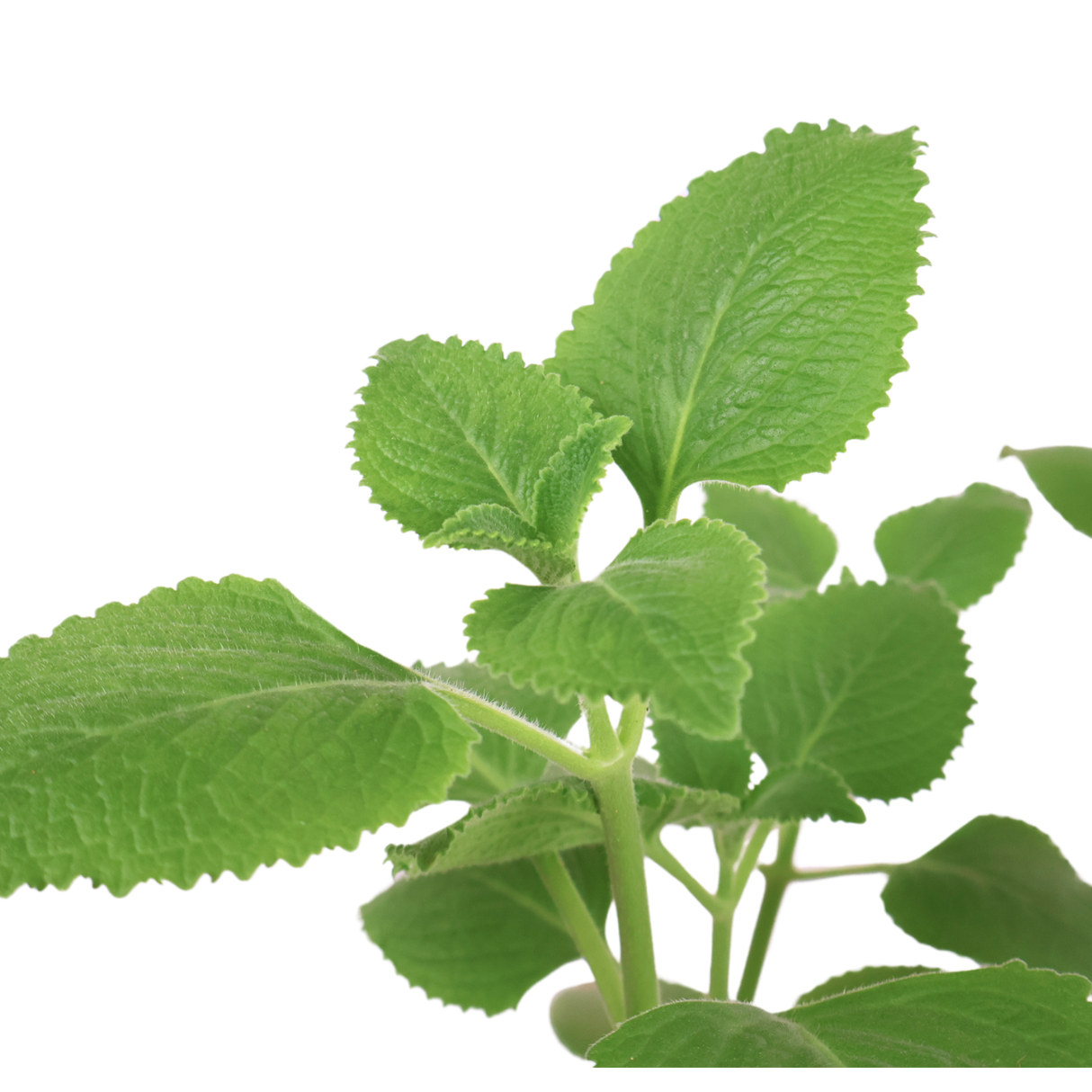 Indian Borage (Mint) Herbs Plant