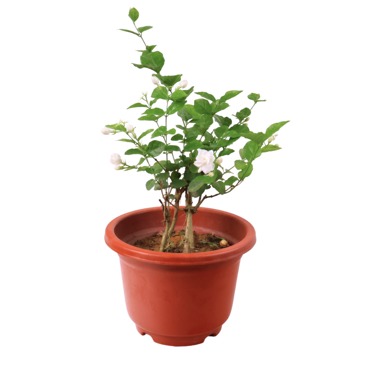 Jasmine (茉莉花) Plant