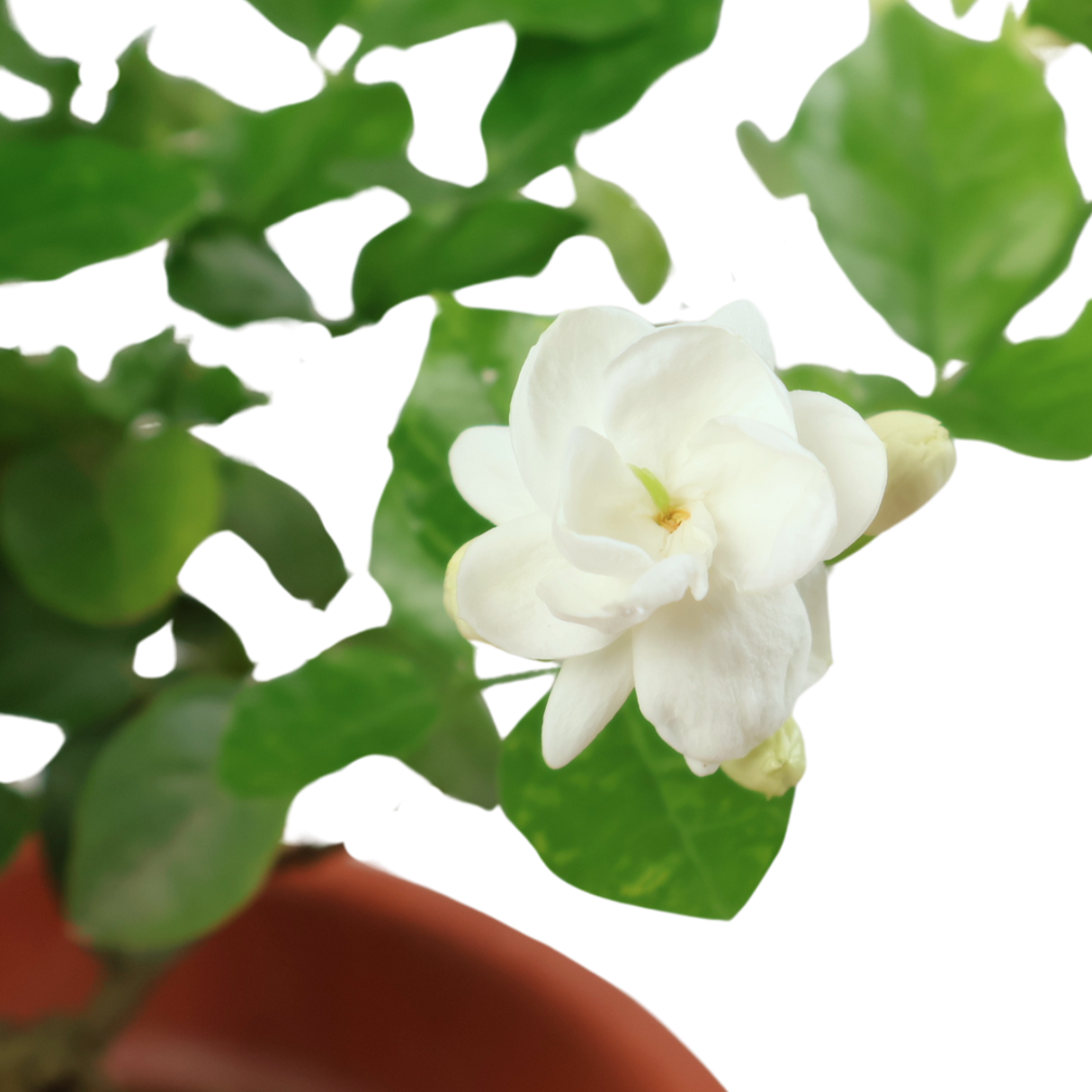 Jasmine (茉莉花) Plant