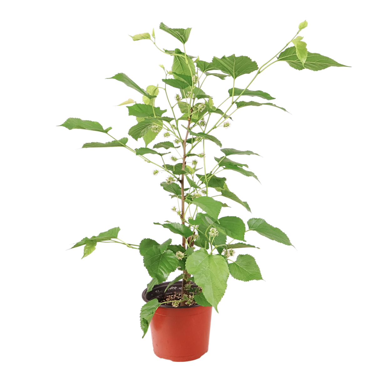 Flowerpot with houseplant and herbs.