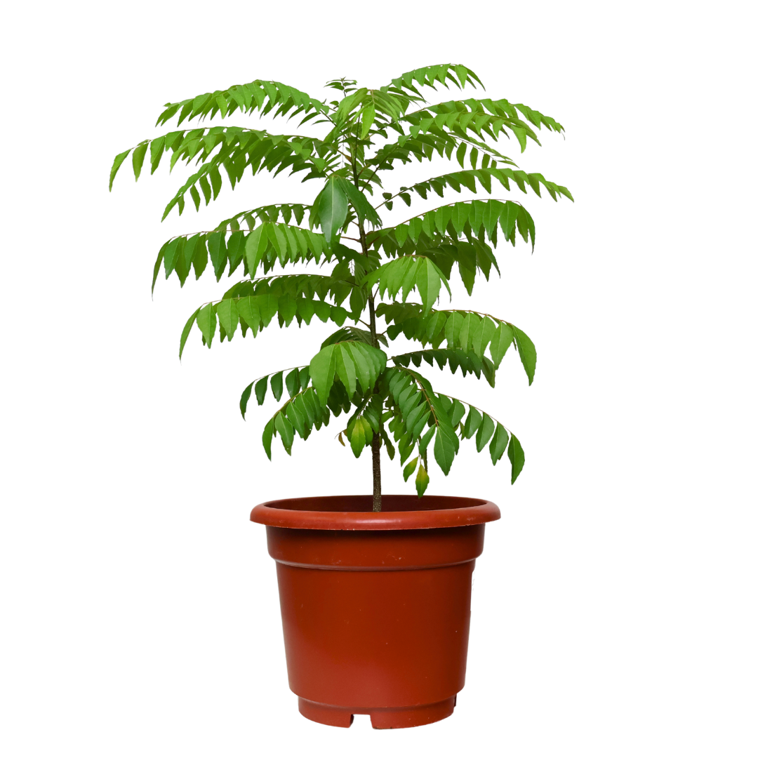 Geraniums in flowerpot with houseplant and herb.