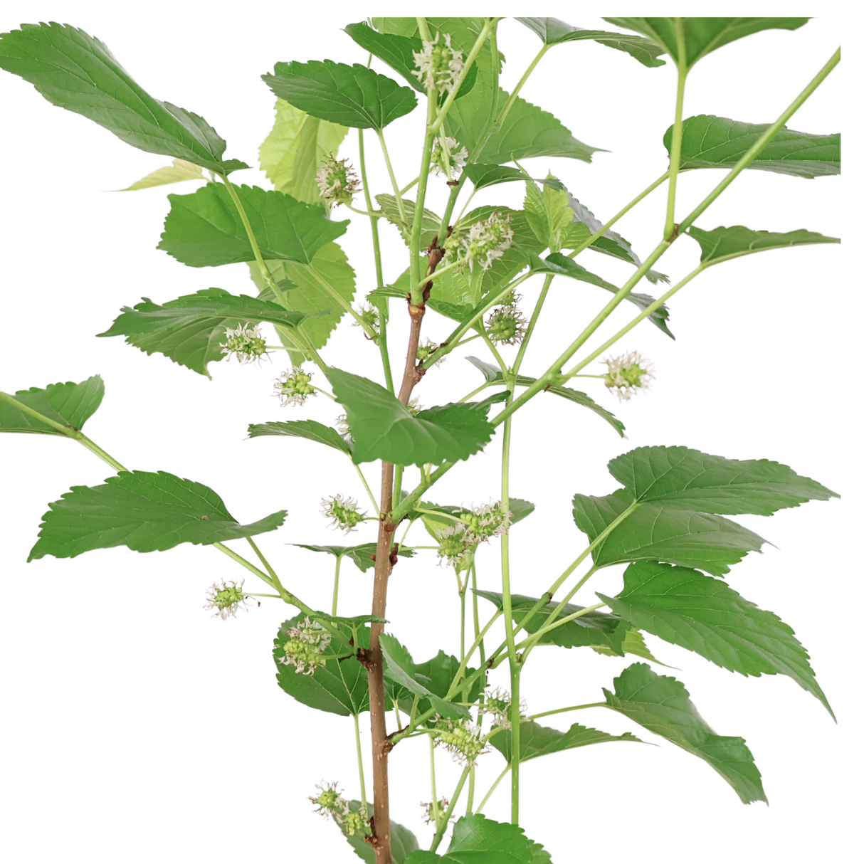 Mulberry (桑葚子)