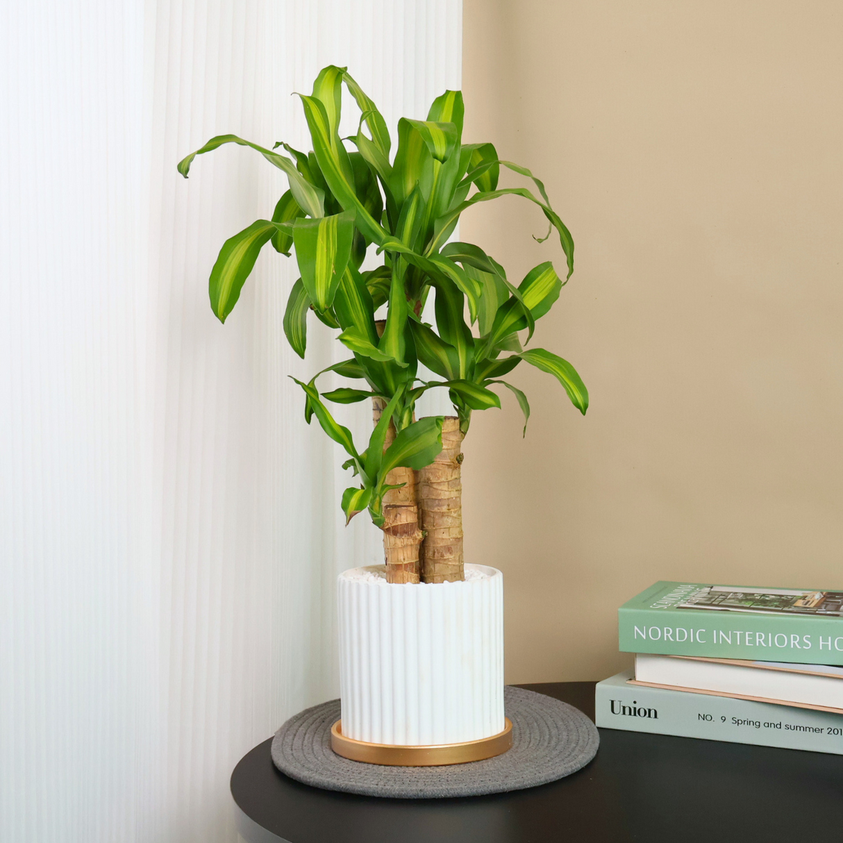 Dracaena Fragrans (Iron Tree) in Ceramic Pot