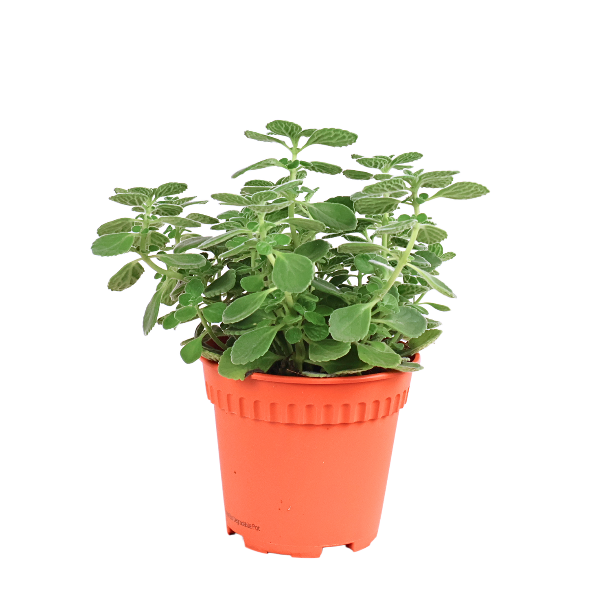 Succulent plant in flowerpot with stonecrops and geraniums.