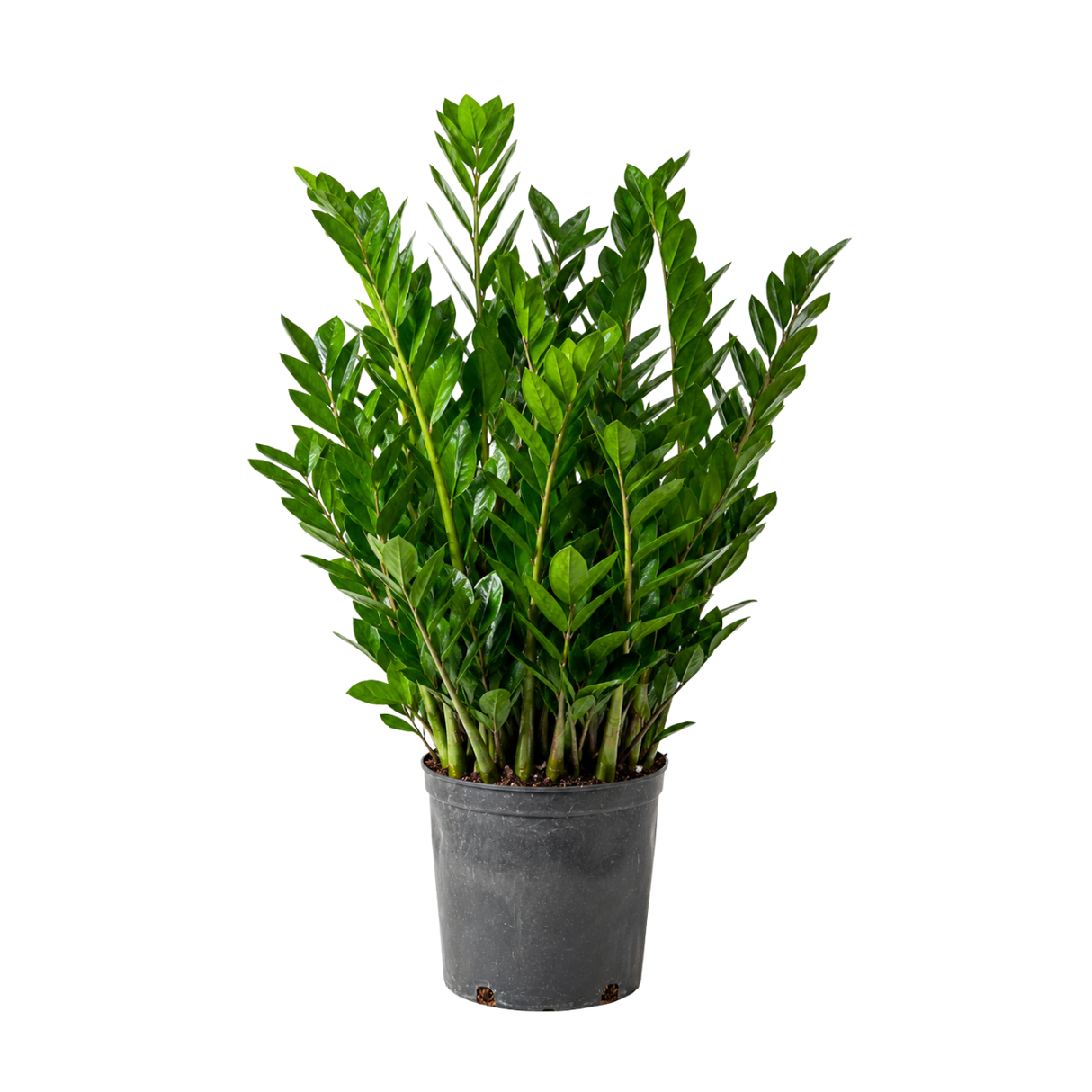 Zamioculcas Zamiifolia (ZZ Plant 金钱树) Money Plant