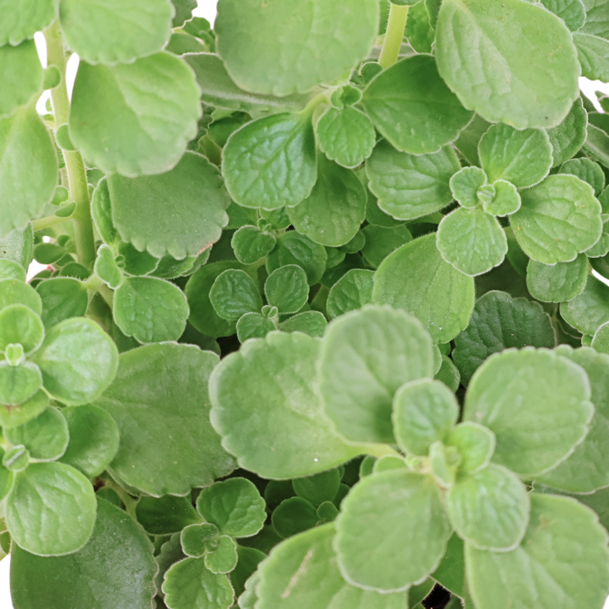 Cuban Oregano (Mint) Herbs Plant