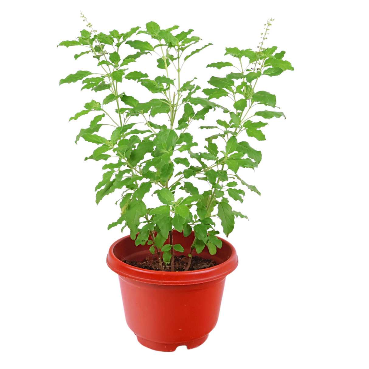 Geraniums in flowerpot.