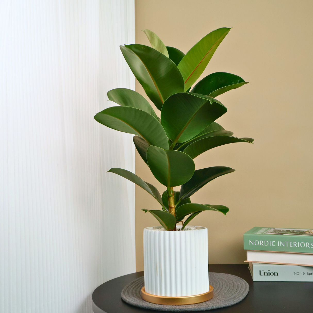 Ficus Elastica (Rubber Plant) in Ceramic Pot