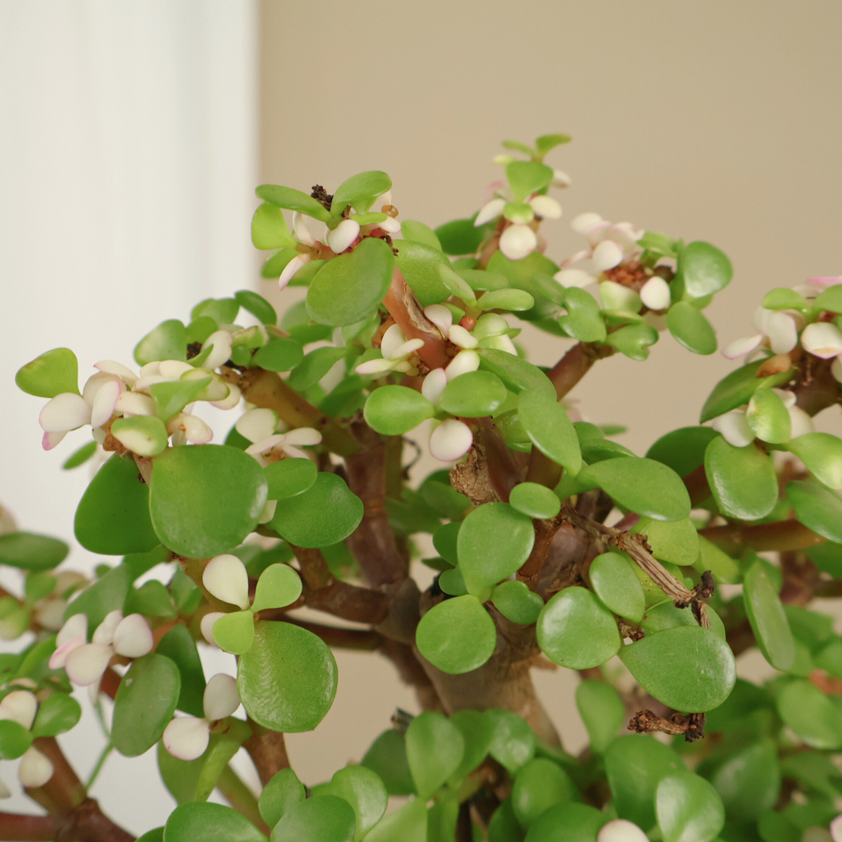 Portulacaria Afra (Dwarf Jade) in Ceramic Pot