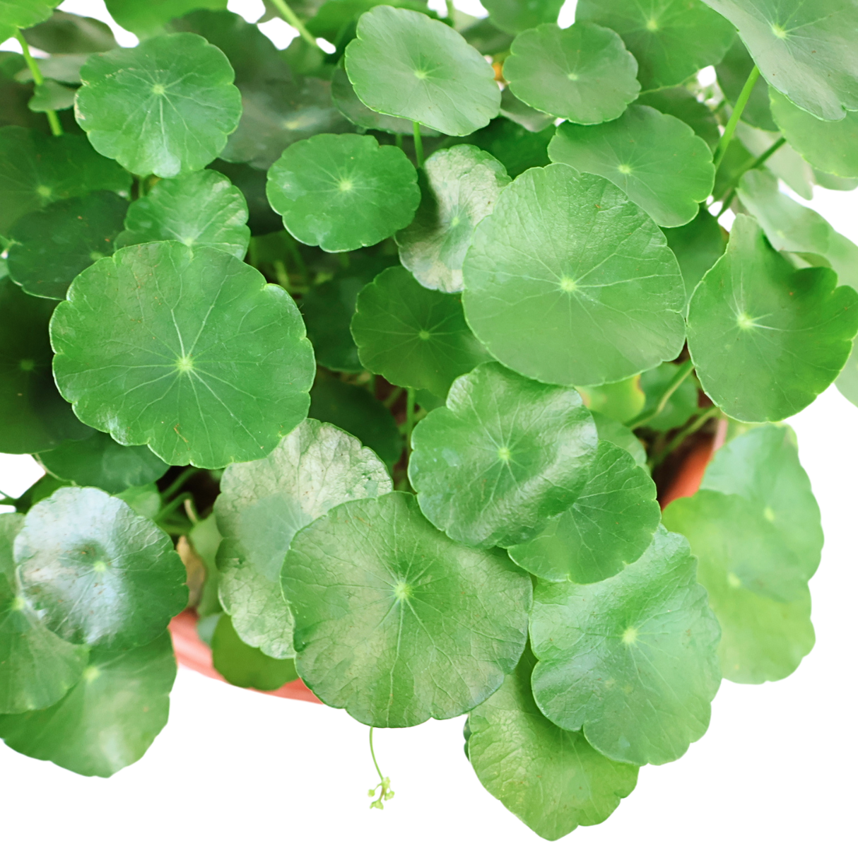 Hydrocotyle (Water Pennywort)