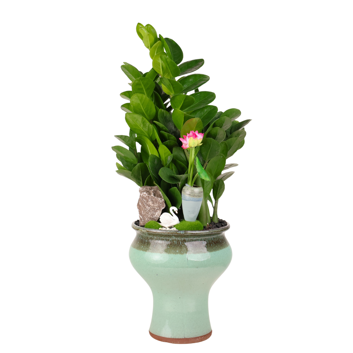 Zamioculcas Zamiifolia (ZZ Plant 金钱树) Money Plant