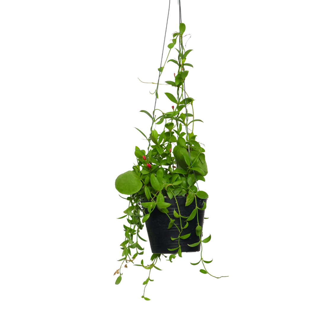 Green plant stem with various herb species.