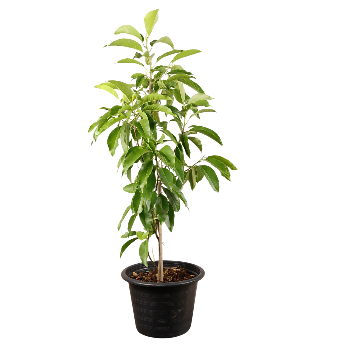 Champaka (Magnolia Champaca)