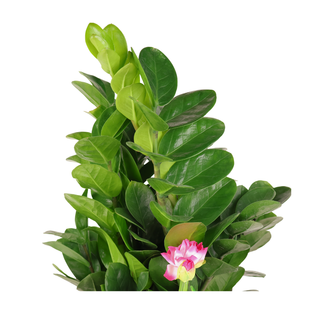 Zamioculcas Zamiifolia (ZZ Plant 金钱树) Money Plant