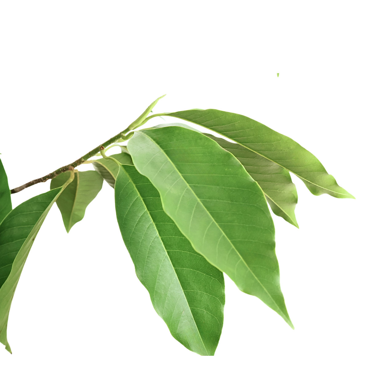 Champaka (Magnolia Champaca)