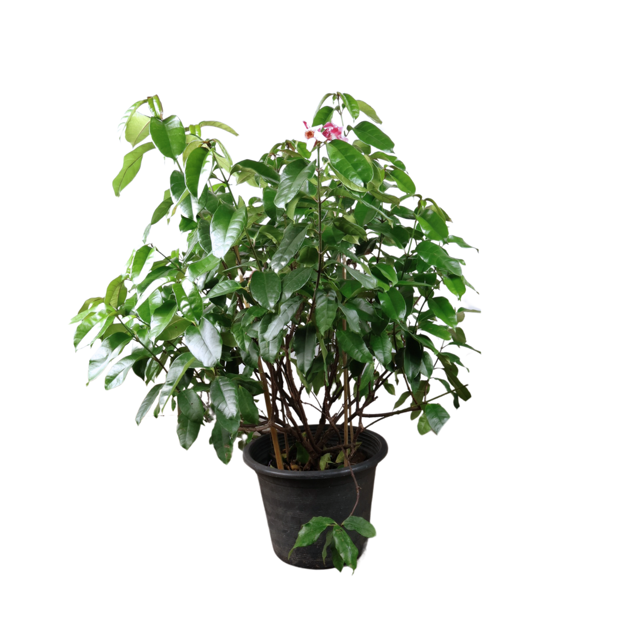 Strophanthus Gratus (Poison Arrow Vine)