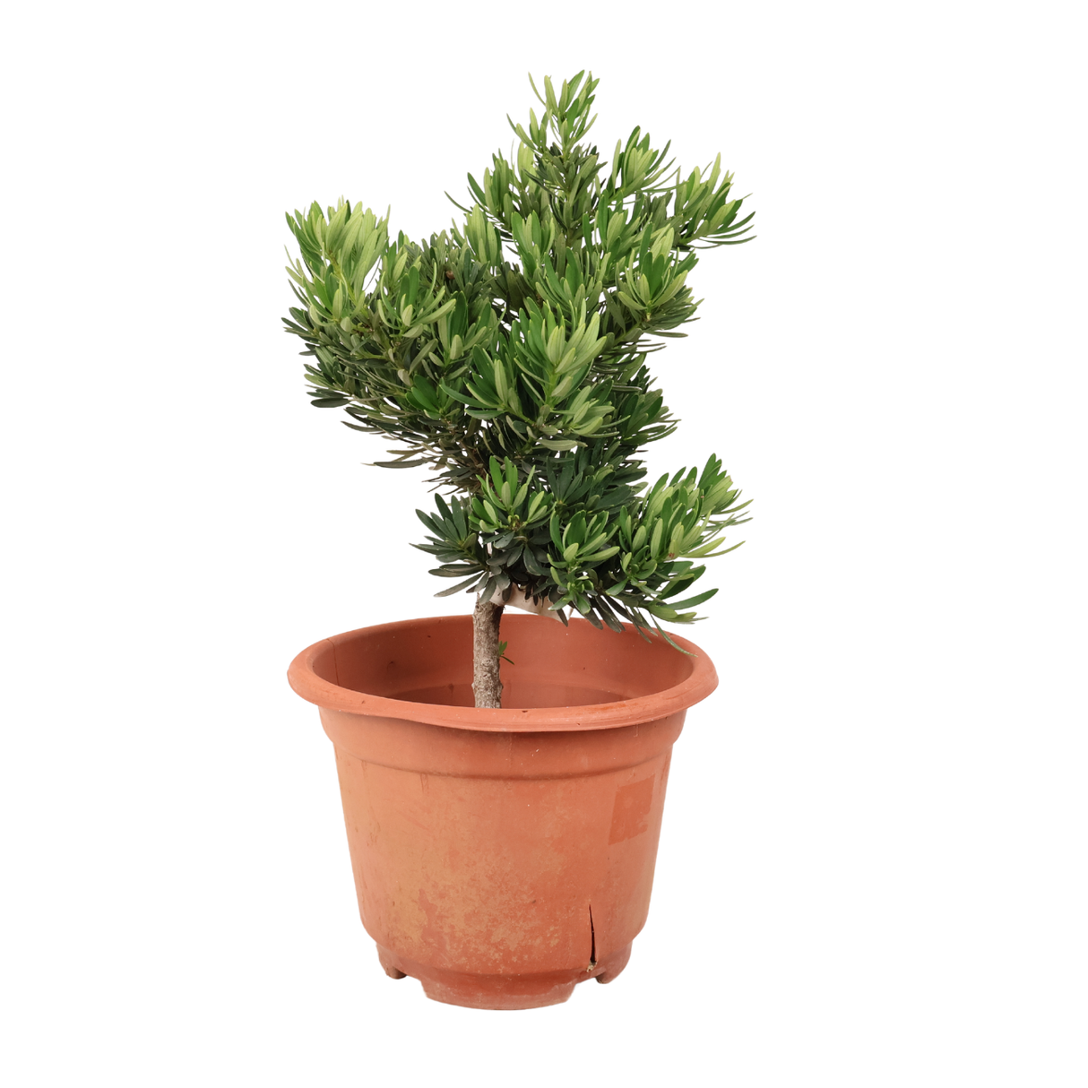 Podocarpus (52cm)