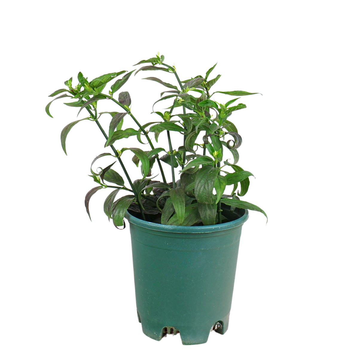 Houseplant in flowerpot with stonecrops and geraniums.