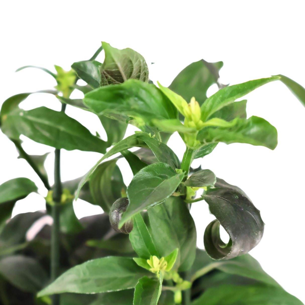 Clinacanthus Nutans (Snake Grass)