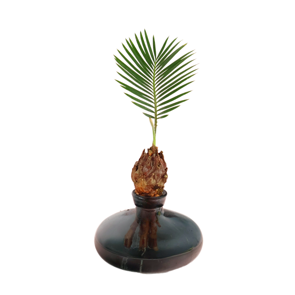 Conifers in pine family with natural material, lighting.