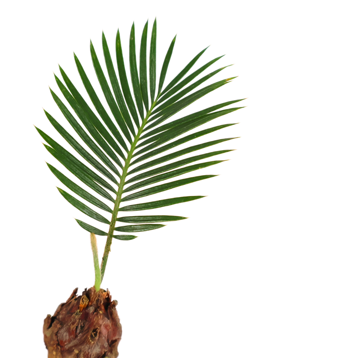 Cycas Revoluta Hydroponics (Sago Palm)