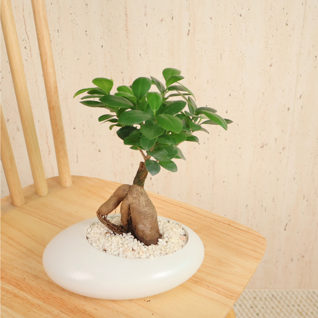 Ficus Microcarpa (Chinese Banyan) in Ceramic Pot