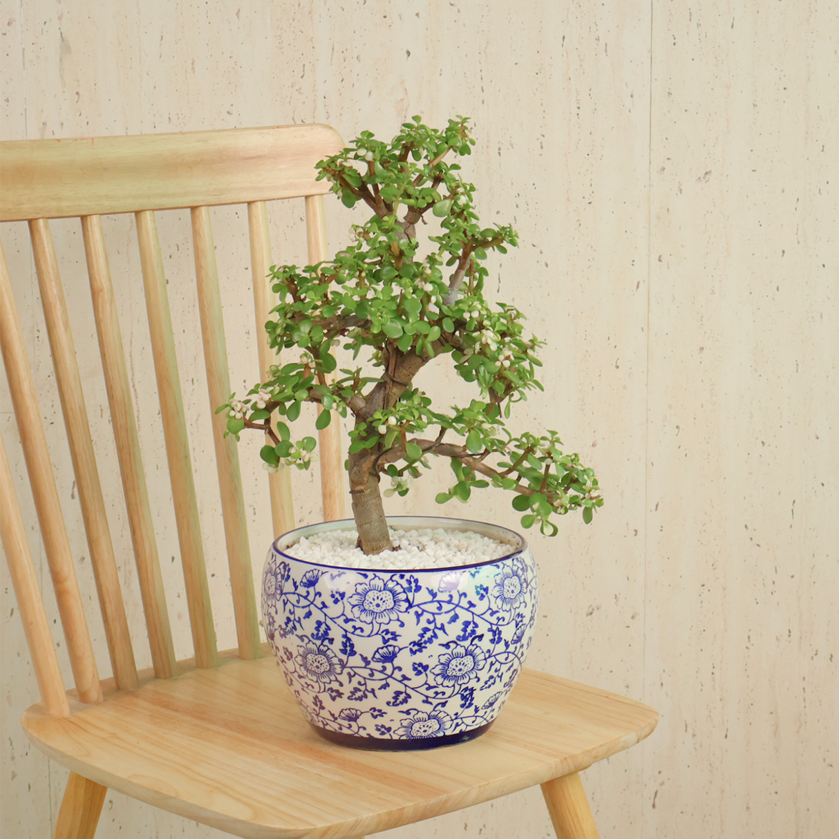 Portulacaria Afra (Dwarf Jade) in Ceramic Pot