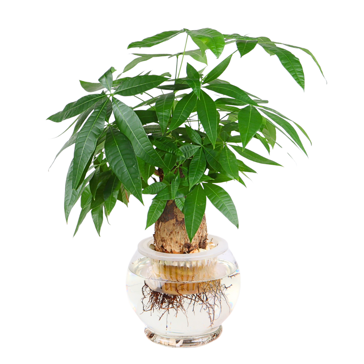 Houseplant in flowerpot and vase.